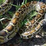 Using Robot Rabbits to Control Burmese Python Population in Florida’s Everglades