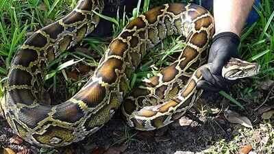 Using Robot Rabbits to Control Burmese Python Population in Florida’s Everglades